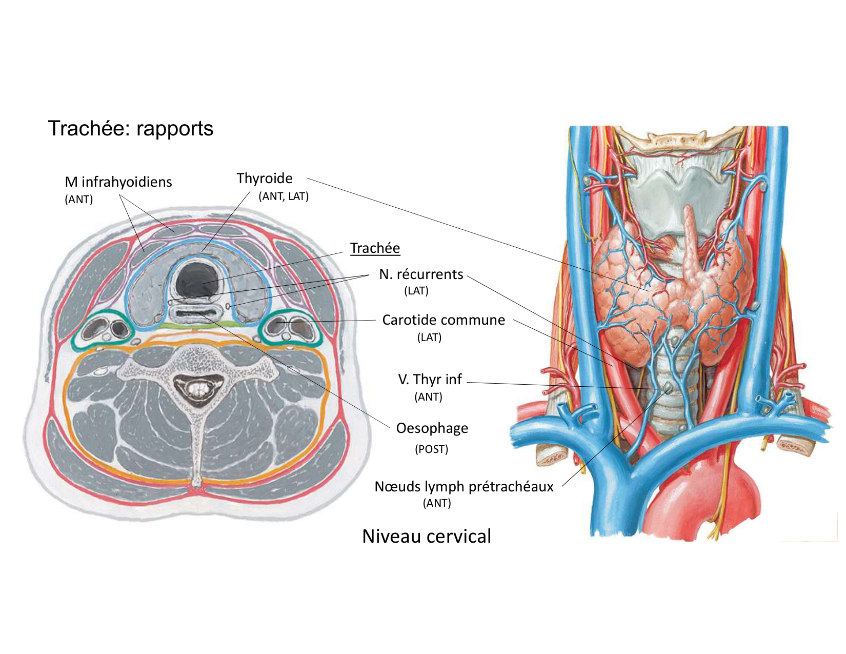 Anatomie pulmonaire 2025 2026 page 12
