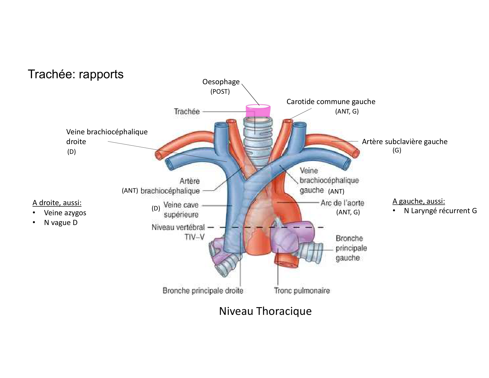 Anatomie pulmonaire 2025 2026 page 13