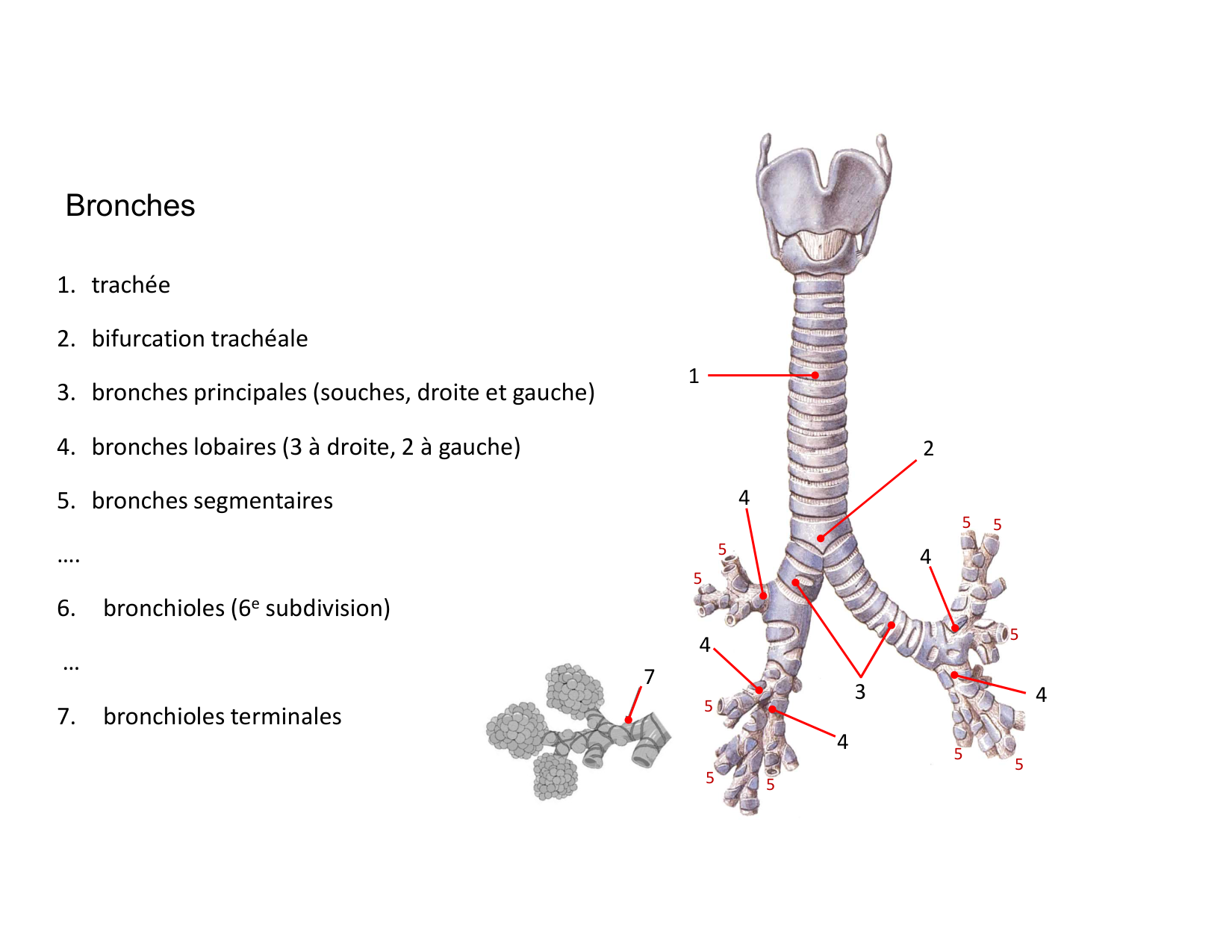 Anatomie pulmonaire 2025 2026 page 14