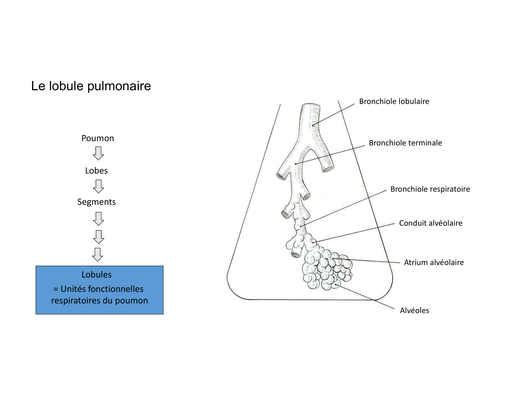 Anatomie pulmonaire 2025 2026 page 16