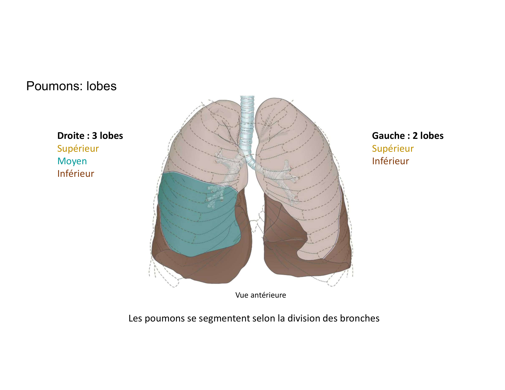 Anatomie pulmonaire 2025 2026 page 18