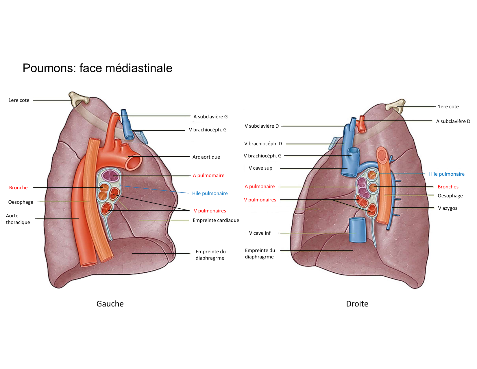 Anatomie pulmonaire 2025 2026 page 23
