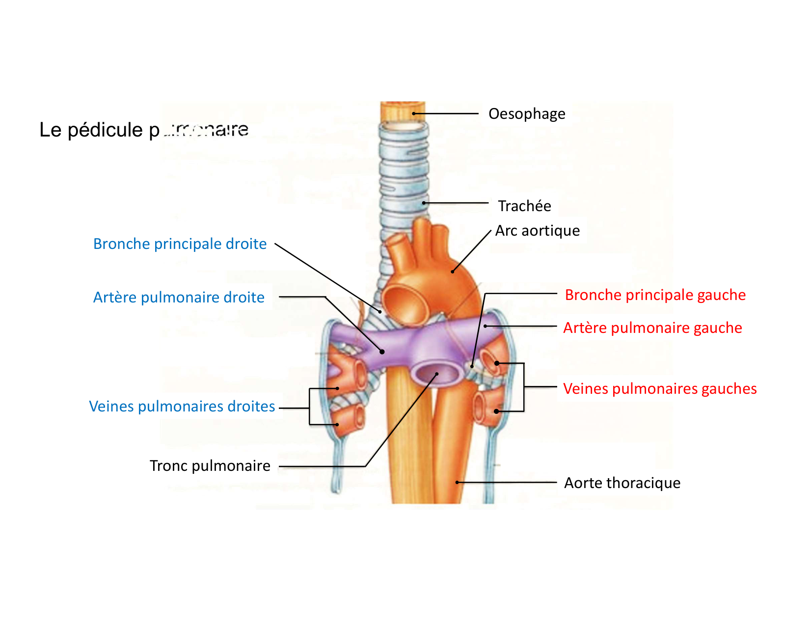Anatomie pulmonaire 2025 2026 page 24