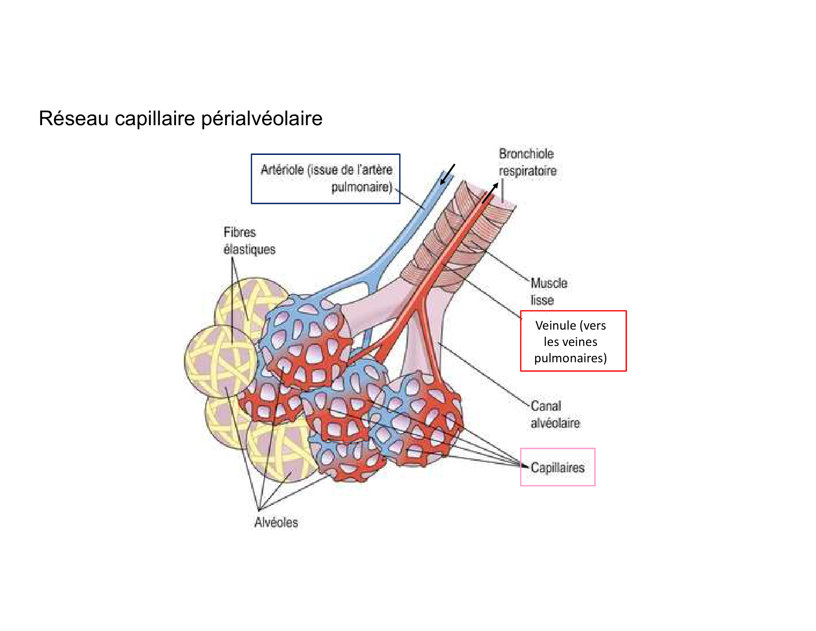 Anatomie pulmonaire 2025 2026 page 27