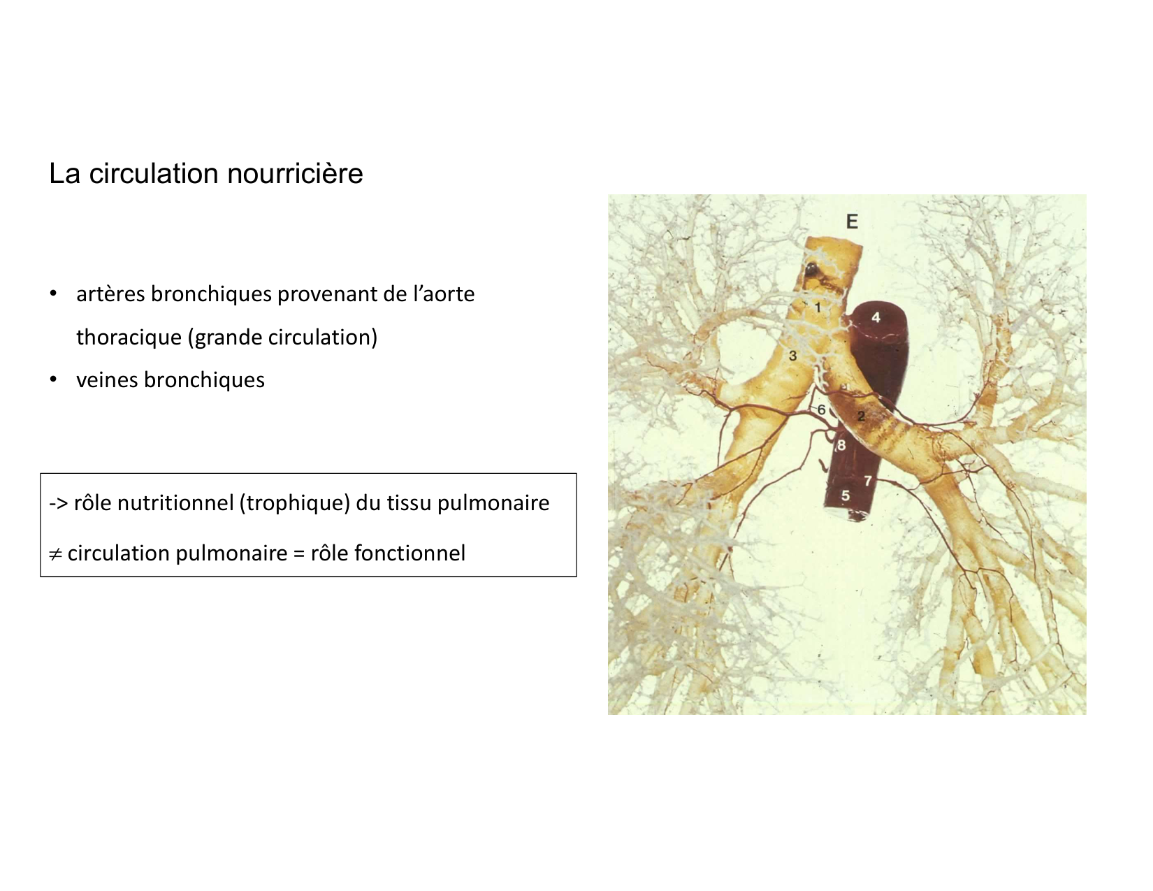 Anatomie pulmonaire 2025 2026 page 29