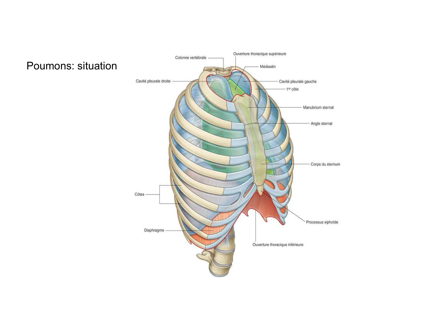 Anatomie pulmonaire 2025 2026 page 30