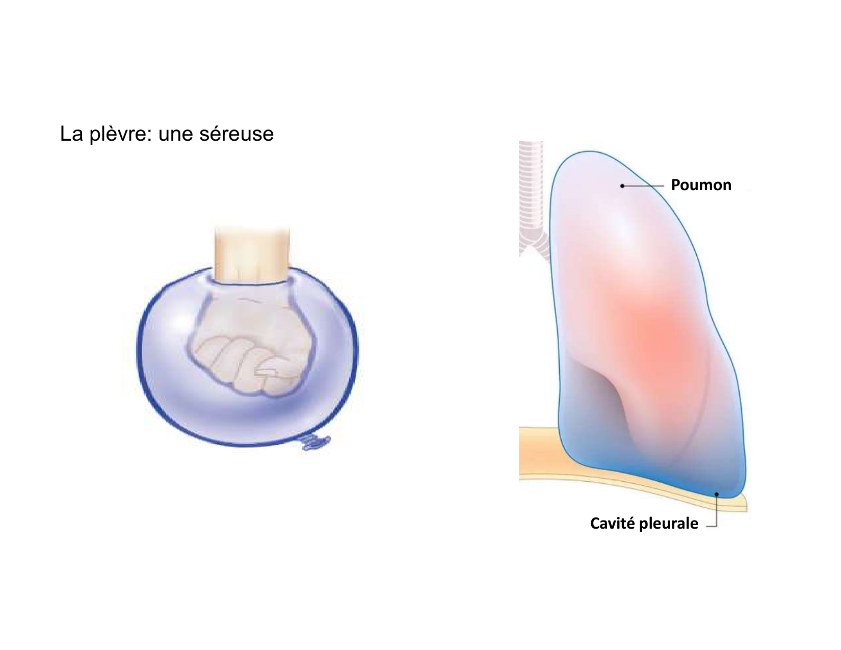 Anatomie pulmonaire 2025 2026 page 34