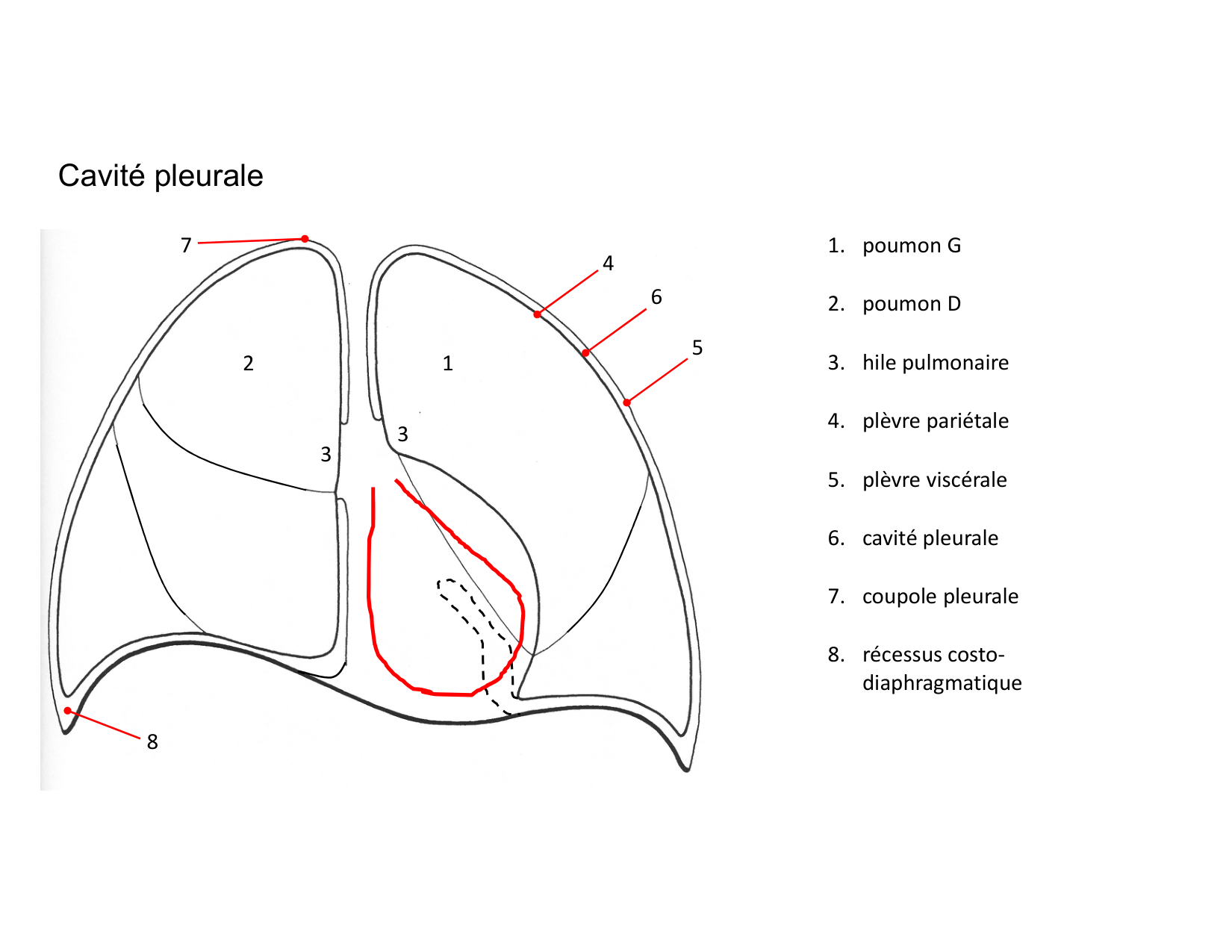 Anatomie pulmonaire 2025 2026 page 35