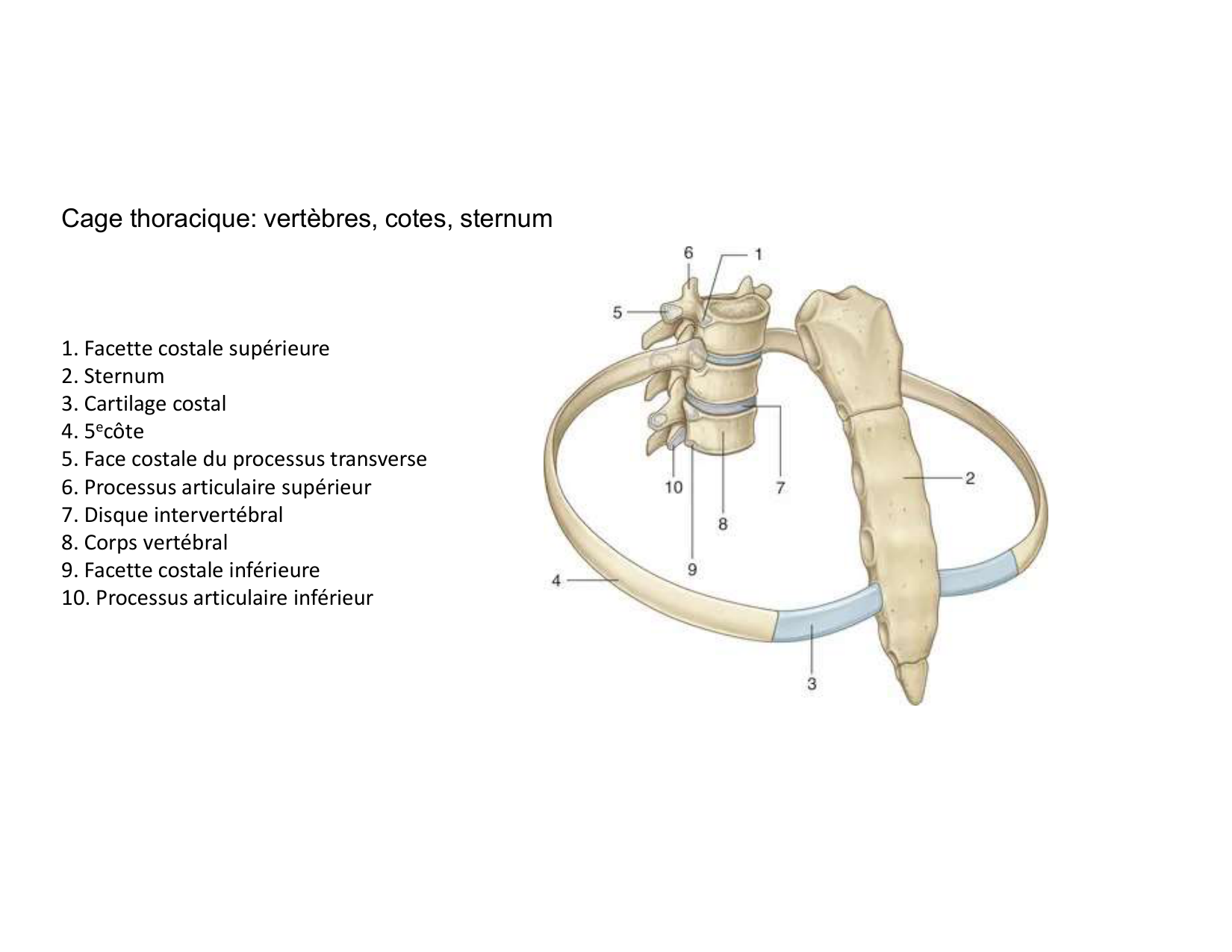 Anatomie pulmonaire 2025 2026 page 41