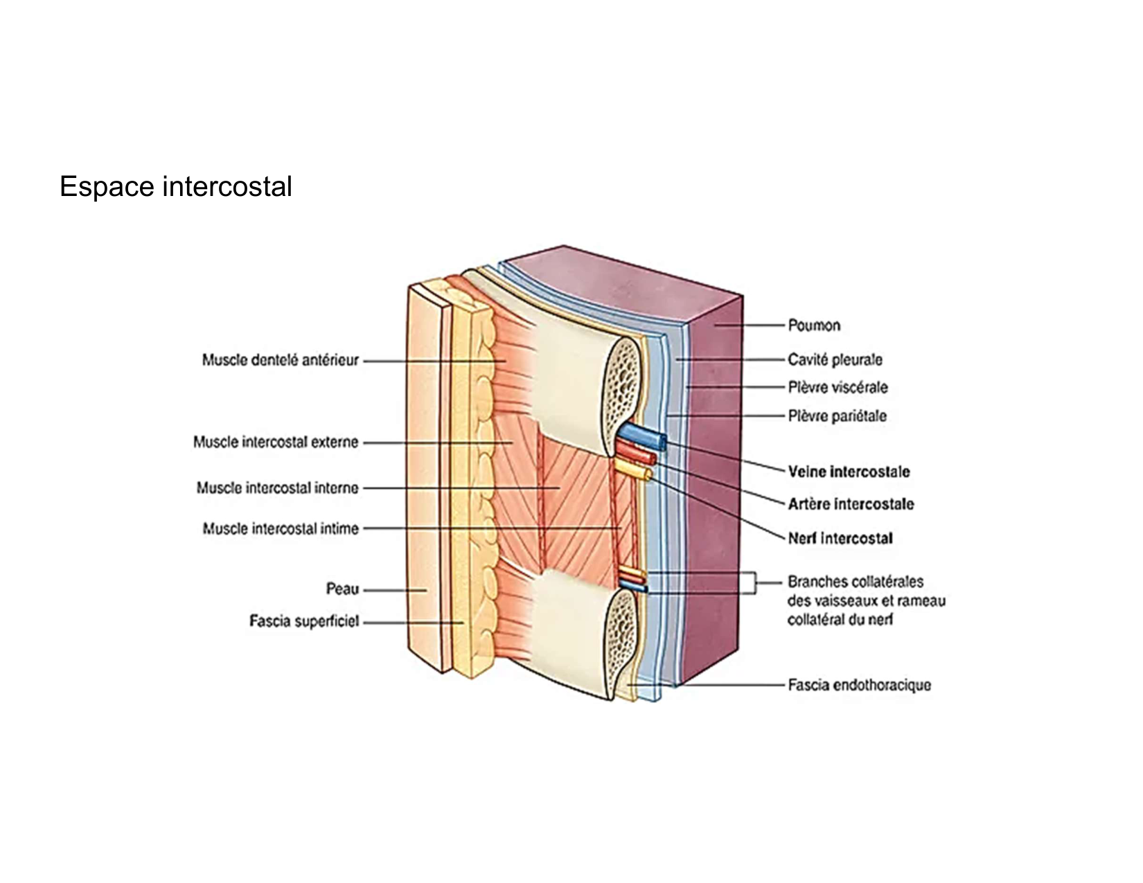 Anatomie pulmonaire 2025 2026 page 43