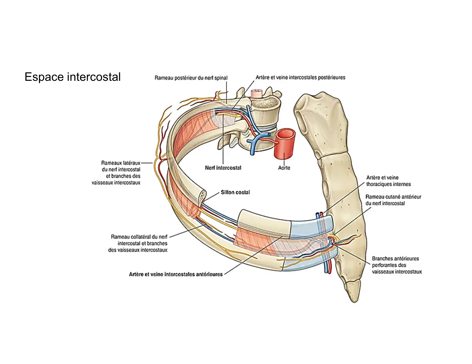 Anatomie pulmonaire 2025 2026 page 44