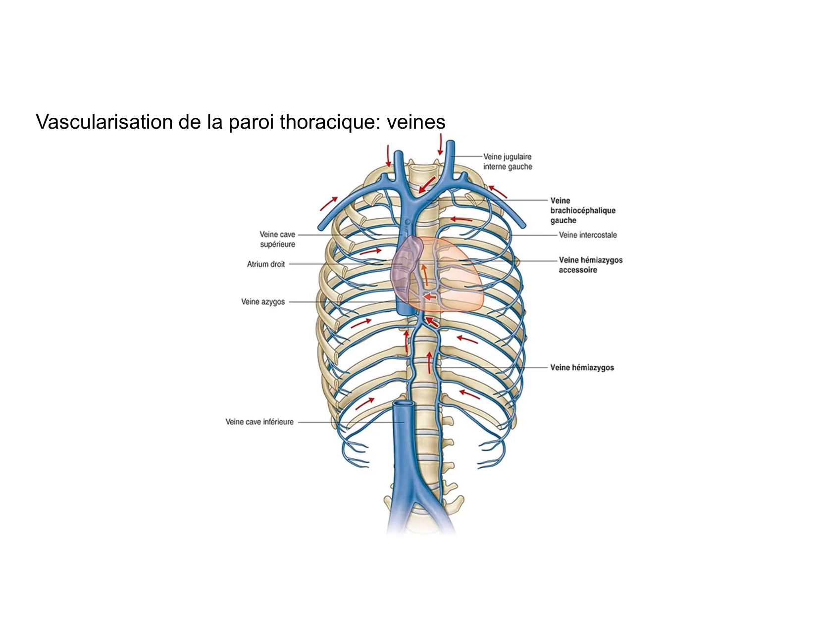 Anatomie pulmonaire 2025 2026 page 46