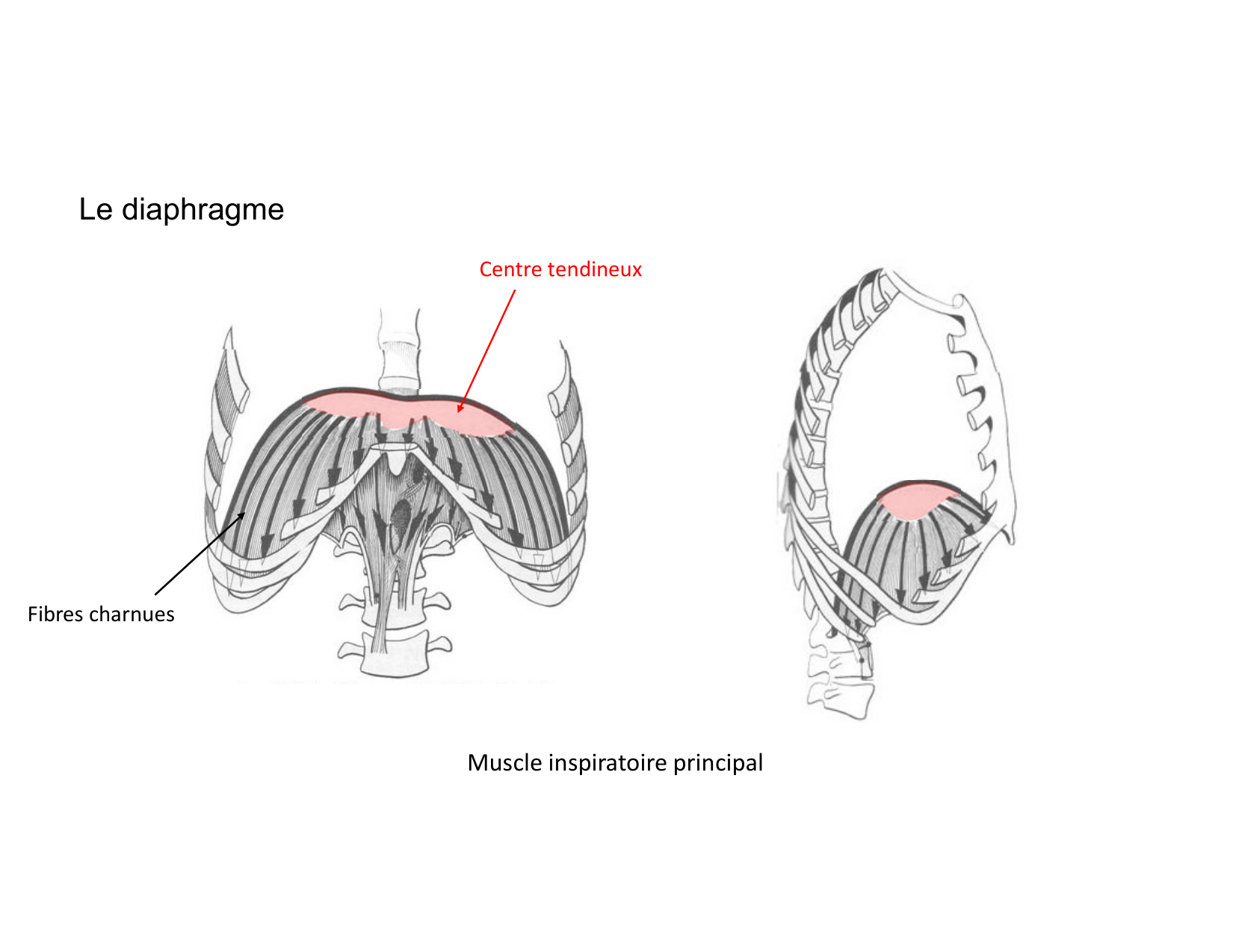 Anatomie pulmonaire 2025 2026 page 48