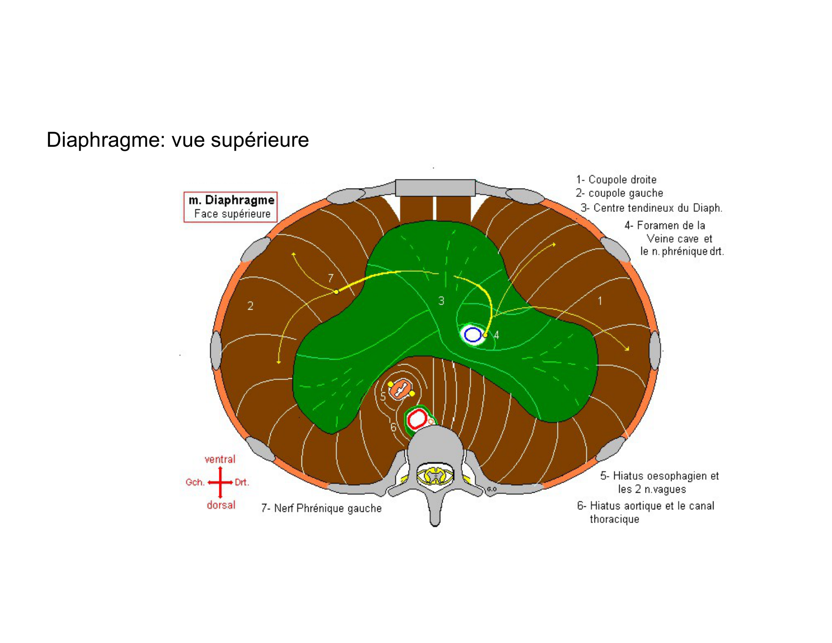 Anatomie pulmonaire 2025 2026 page 49
