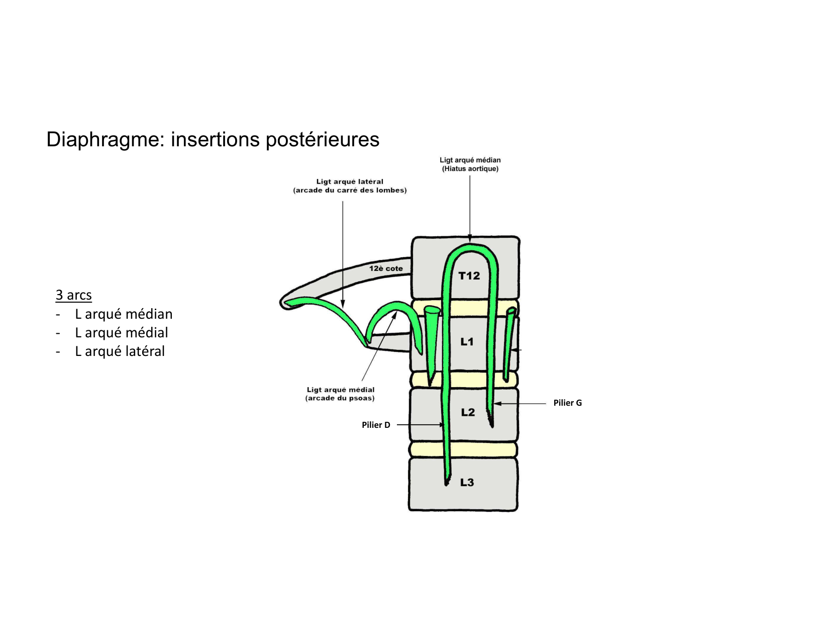 Anatomie pulmonaire 2025 2026 page 50