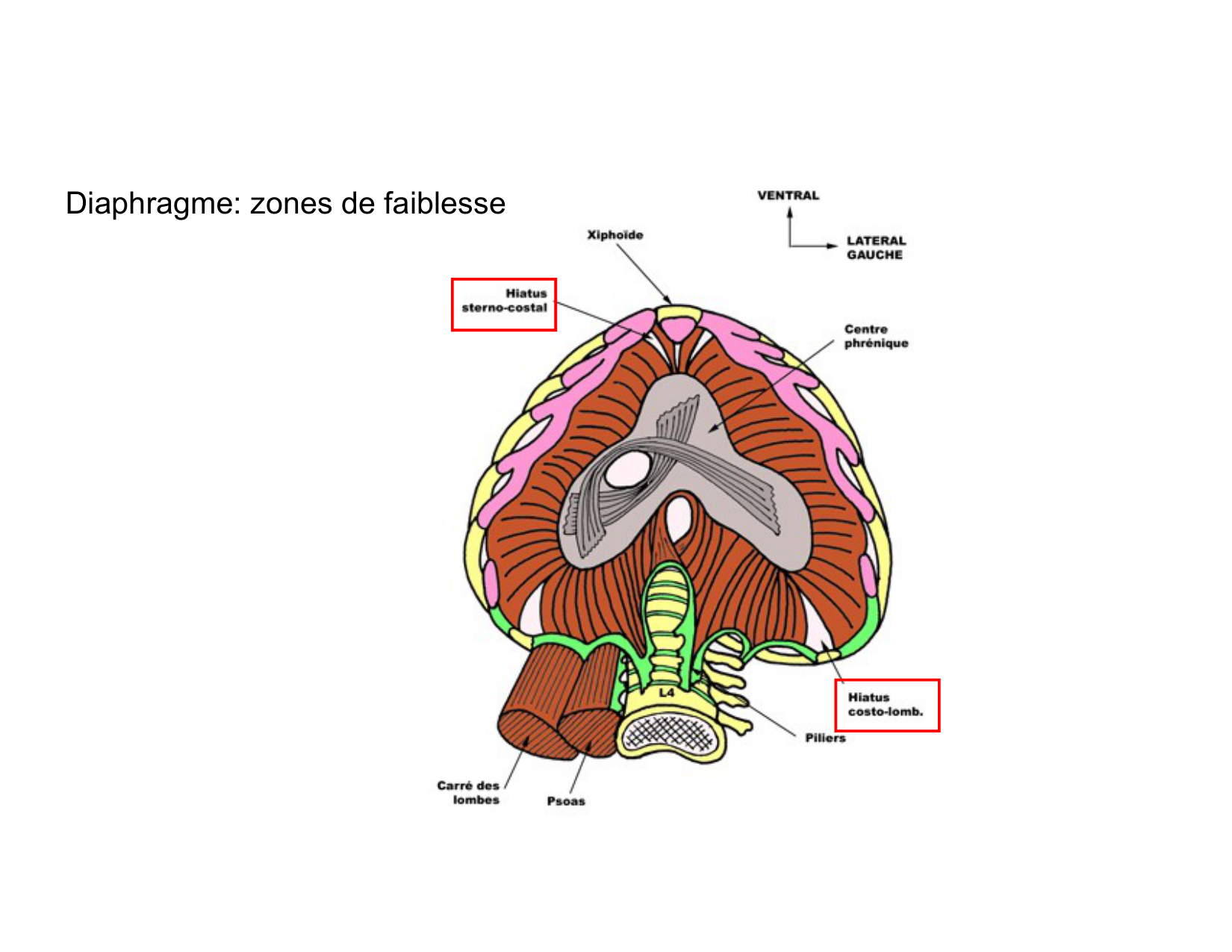 Anatomie pulmonaire 2025 2026 page 55