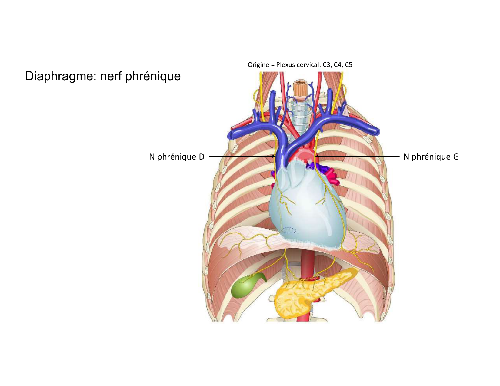 Anatomie pulmonaire 2025 2026 page 56
