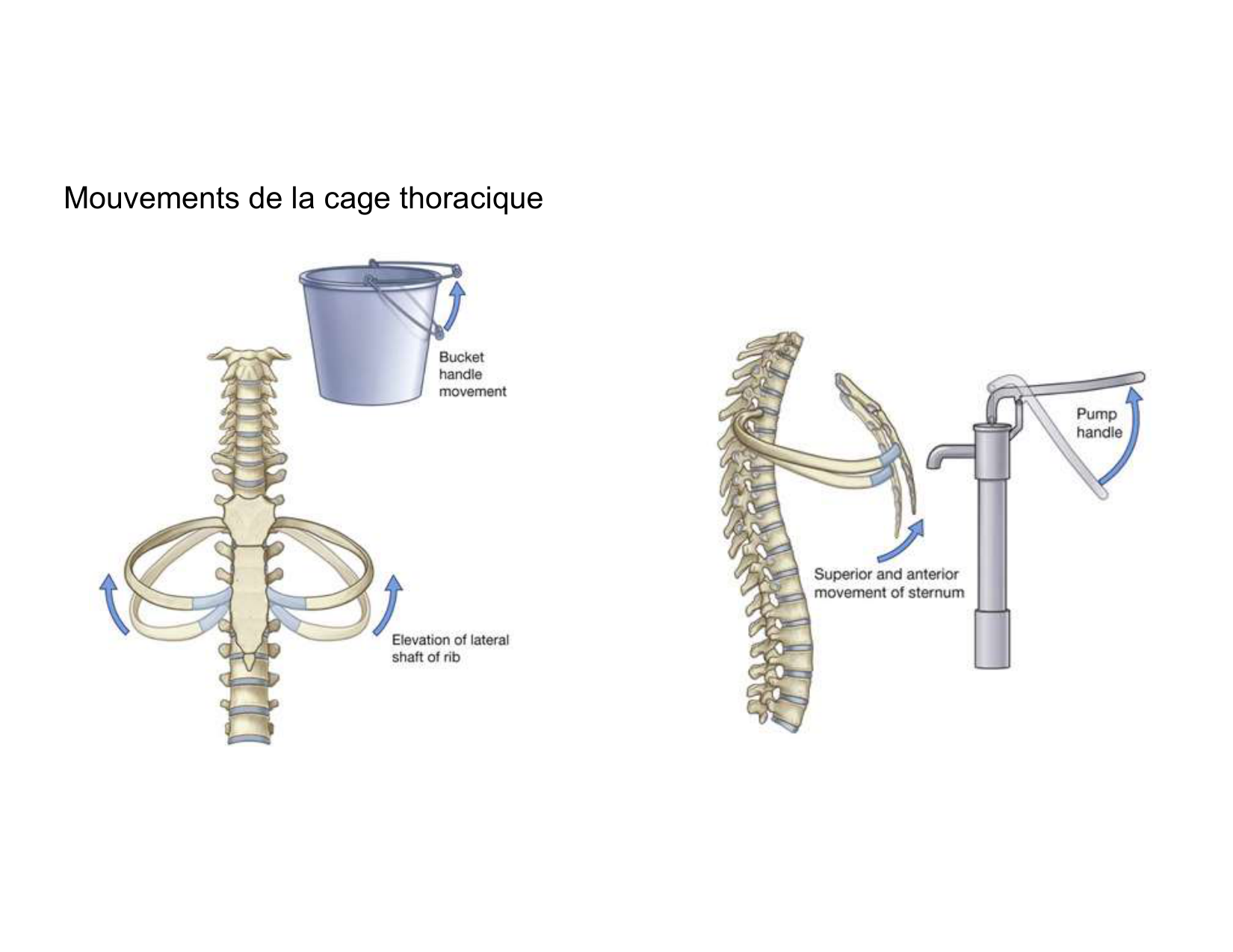 Anatomie pulmonaire 2025 2026 page 59