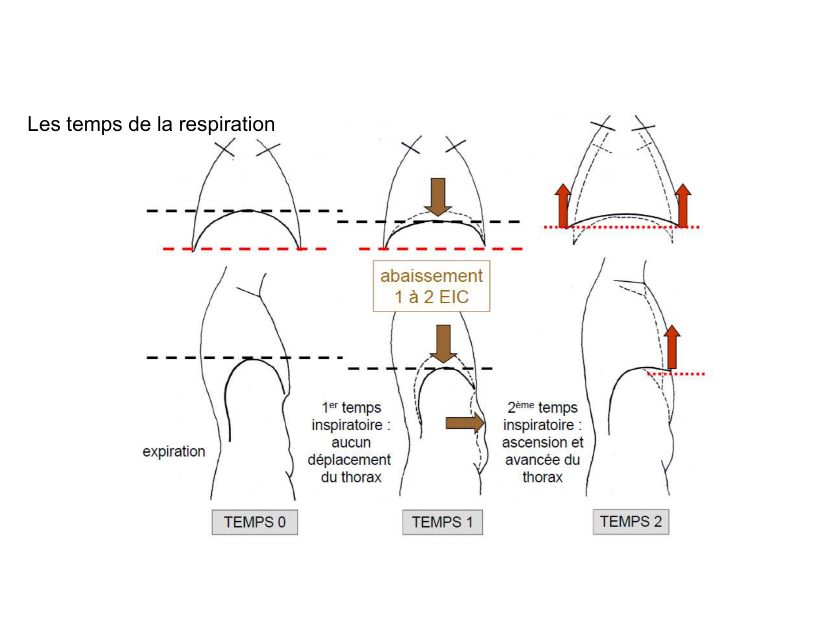 Anatomie pulmonaire 2025 2026 page 60