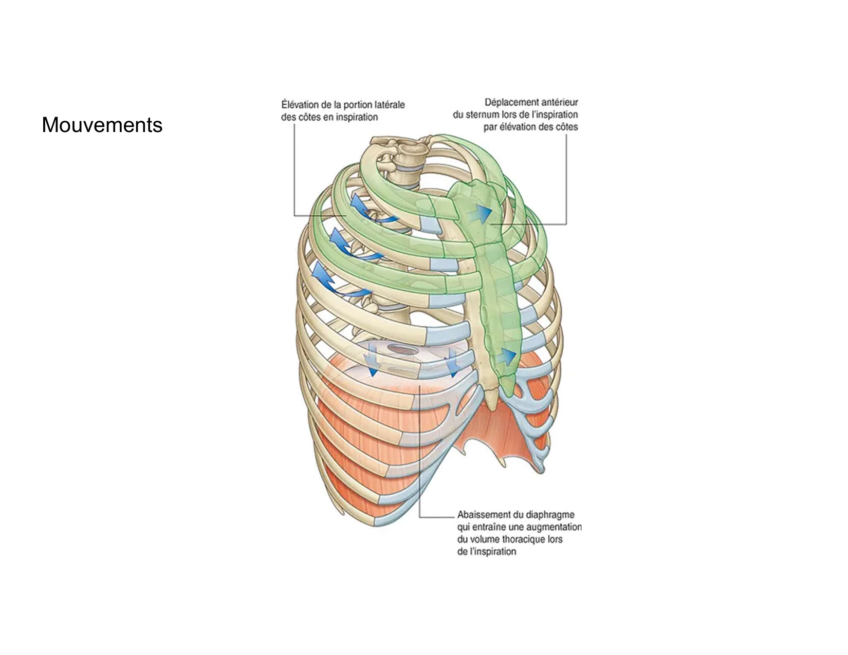 Anatomie pulmonaire 2025 2026 page 61
