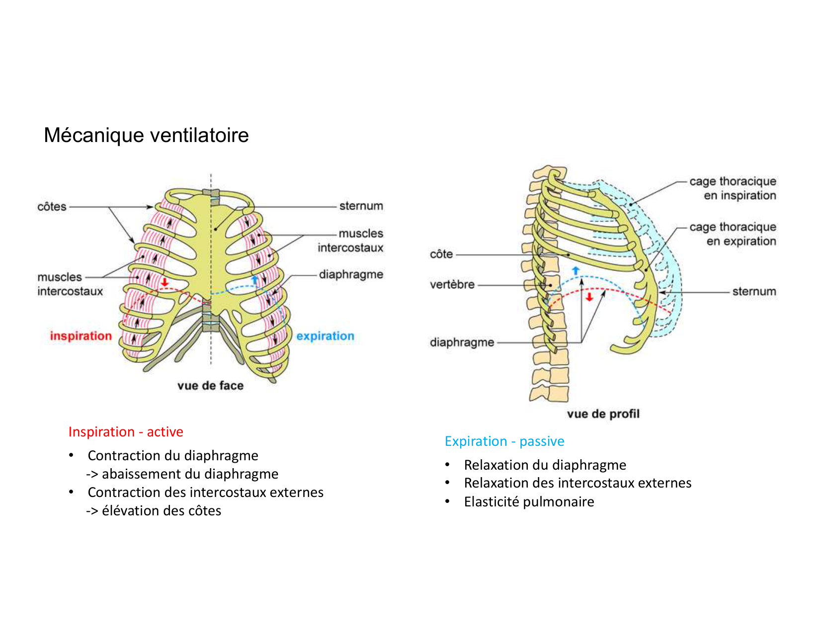 Anatomie pulmonaire 2025 2026 page 62