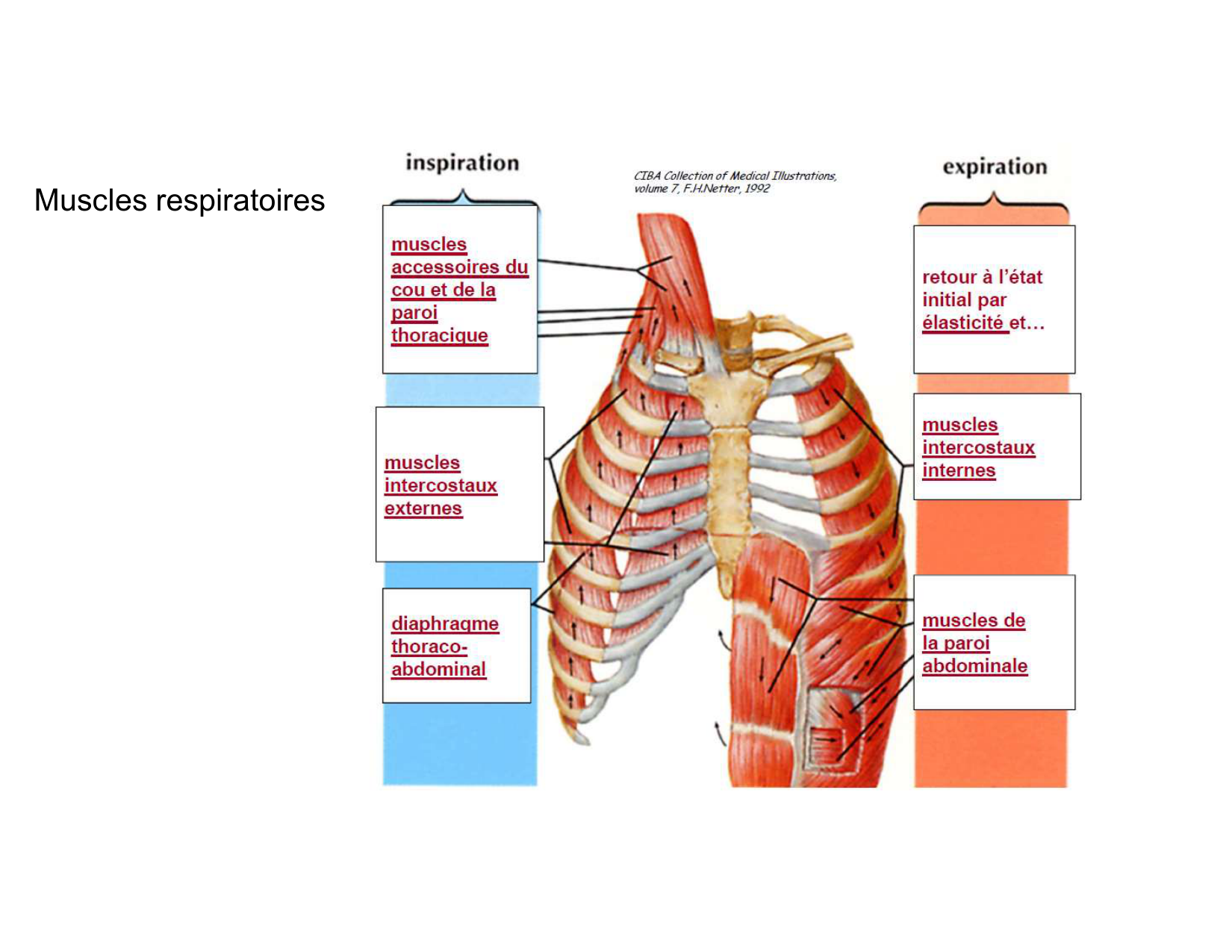 Anatomie pulmonaire 2025 2026 page 64
