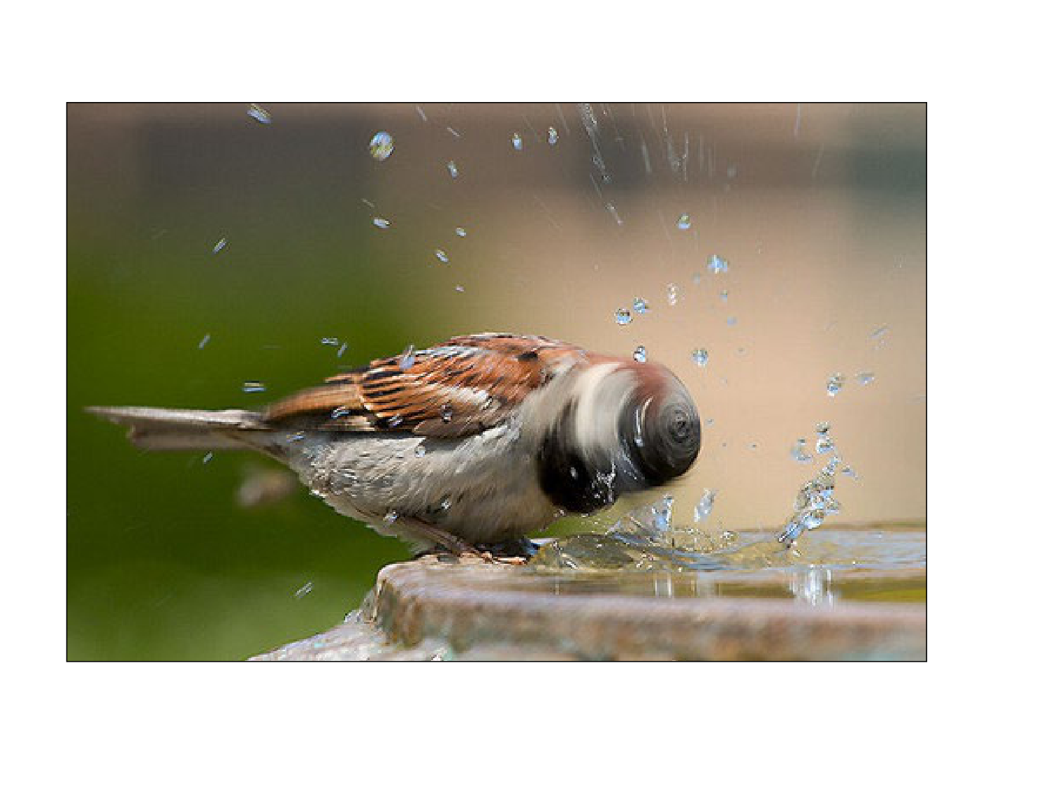 Rein, voies urinaires et retropéritoine page 4