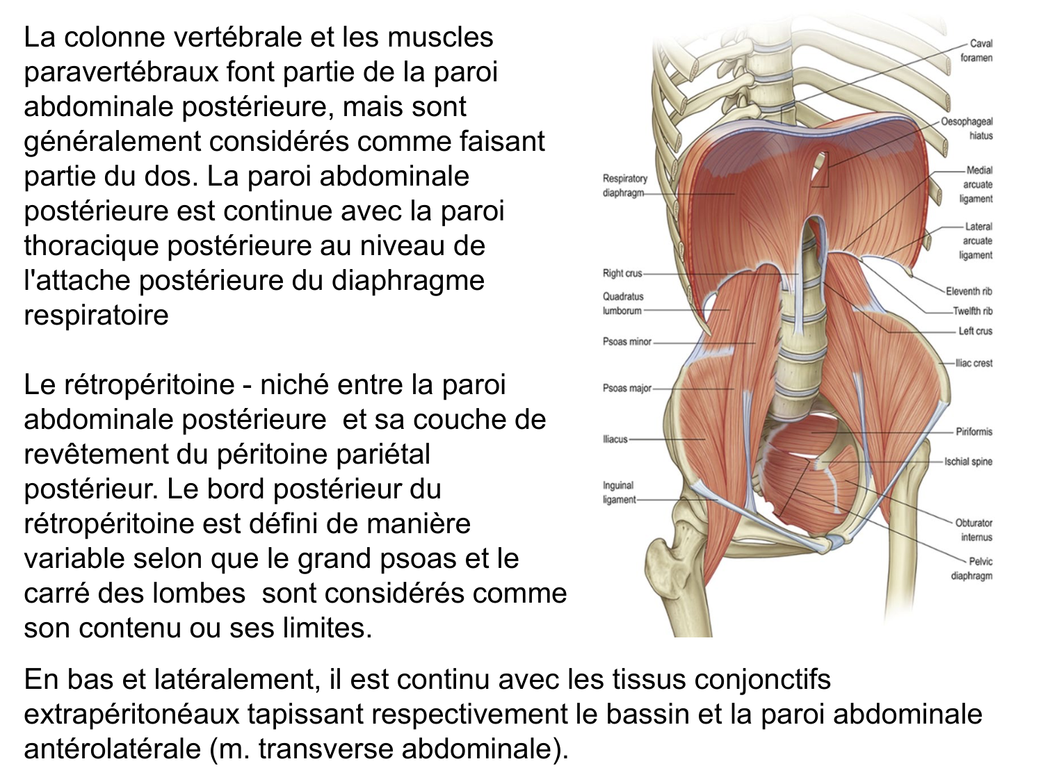 Rein, voies urinaires et retropéritoine page 5