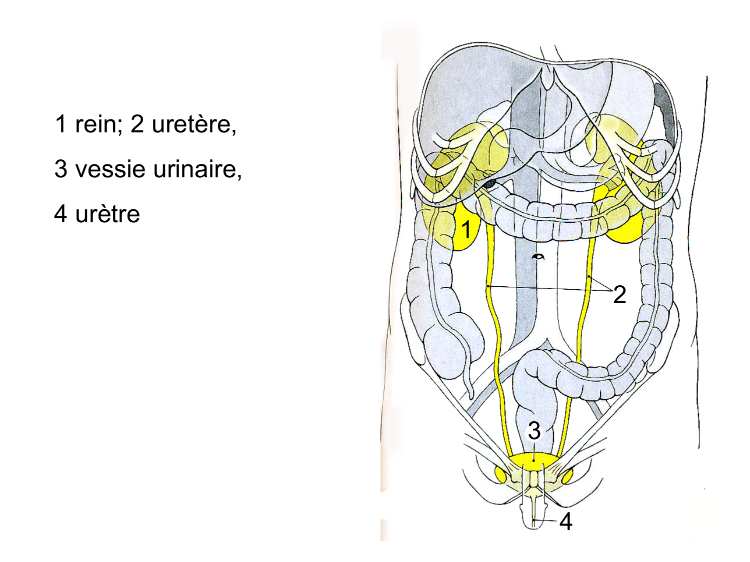 Rein, voies urinaires et retropéritoine page 14