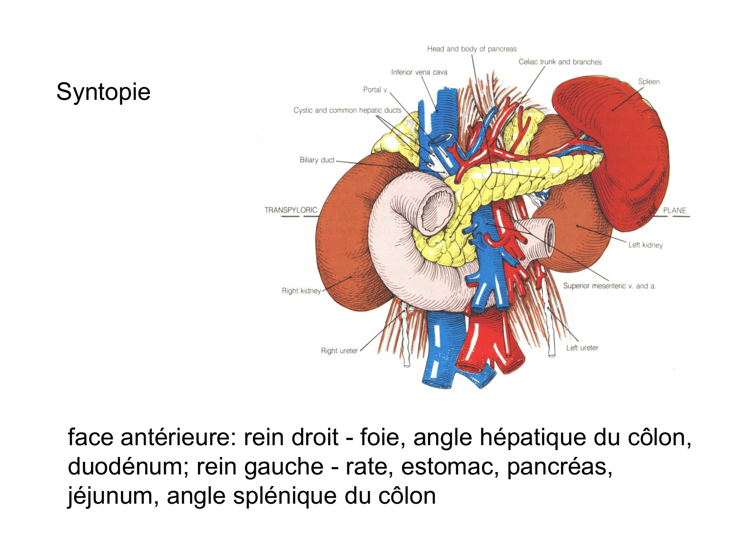 Rein, voies urinaires et retropéritoine page 16