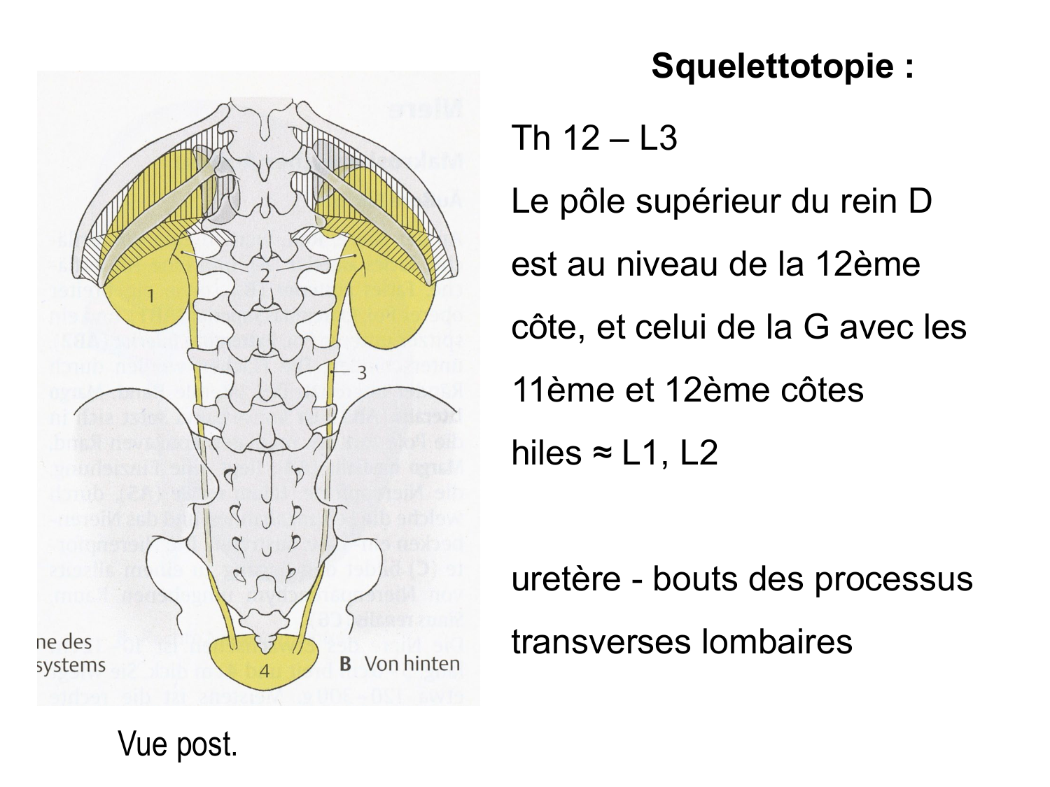 Rein, voies urinaires et retropéritoine page 17
