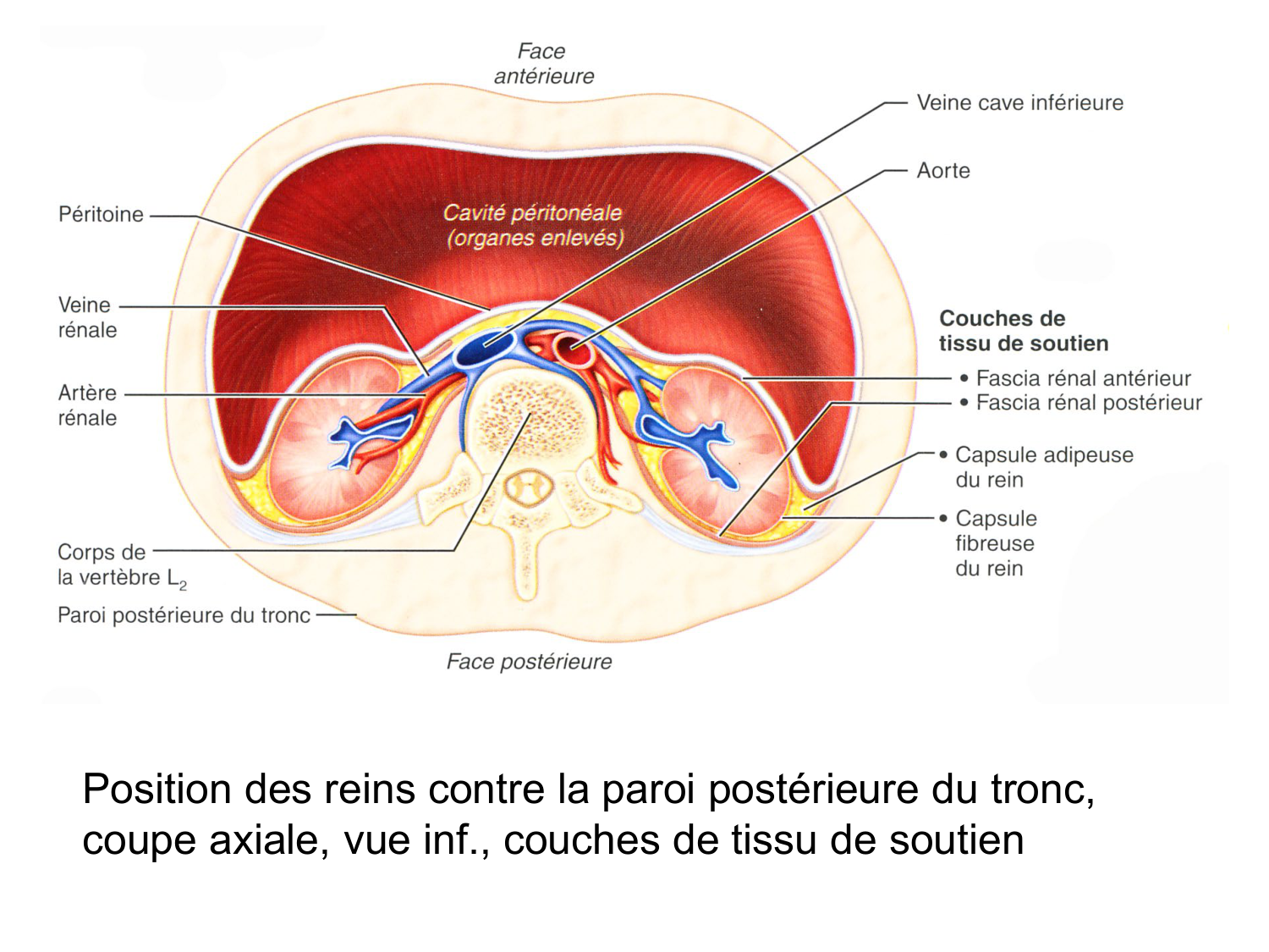Rein, voies urinaires et retropéritoine page 18