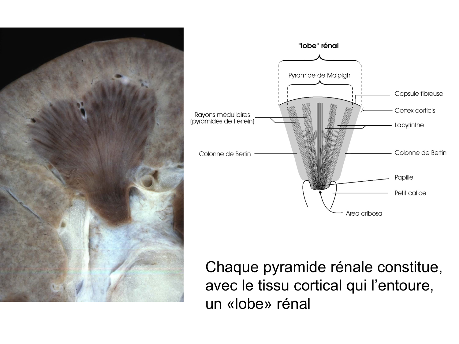 Rein, voies urinaires et retropéritoine page 26