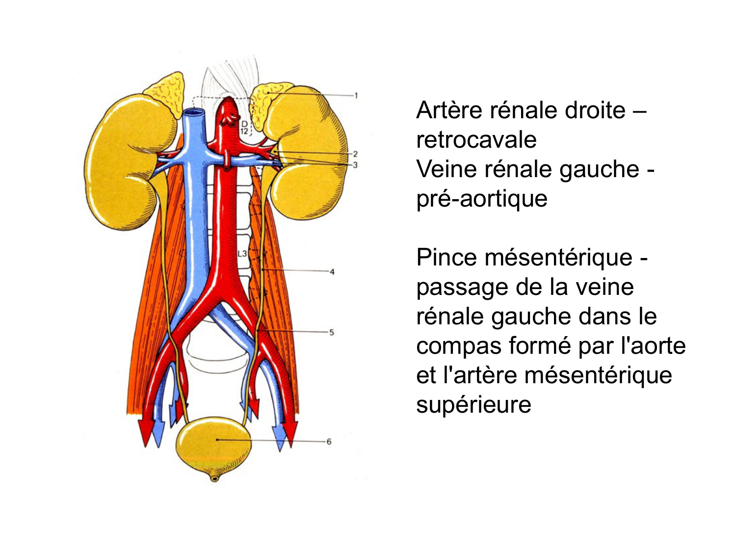 Rein, voies urinaires et retropéritoine page 28