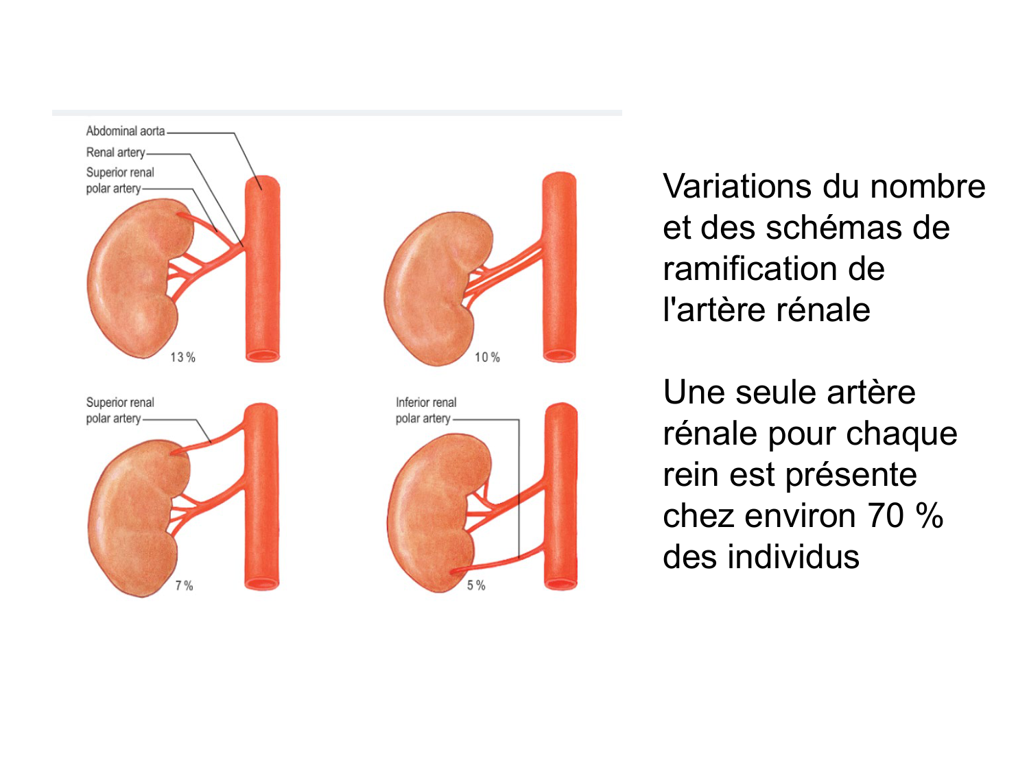 Rein, voies urinaires et retropéritoine page 32