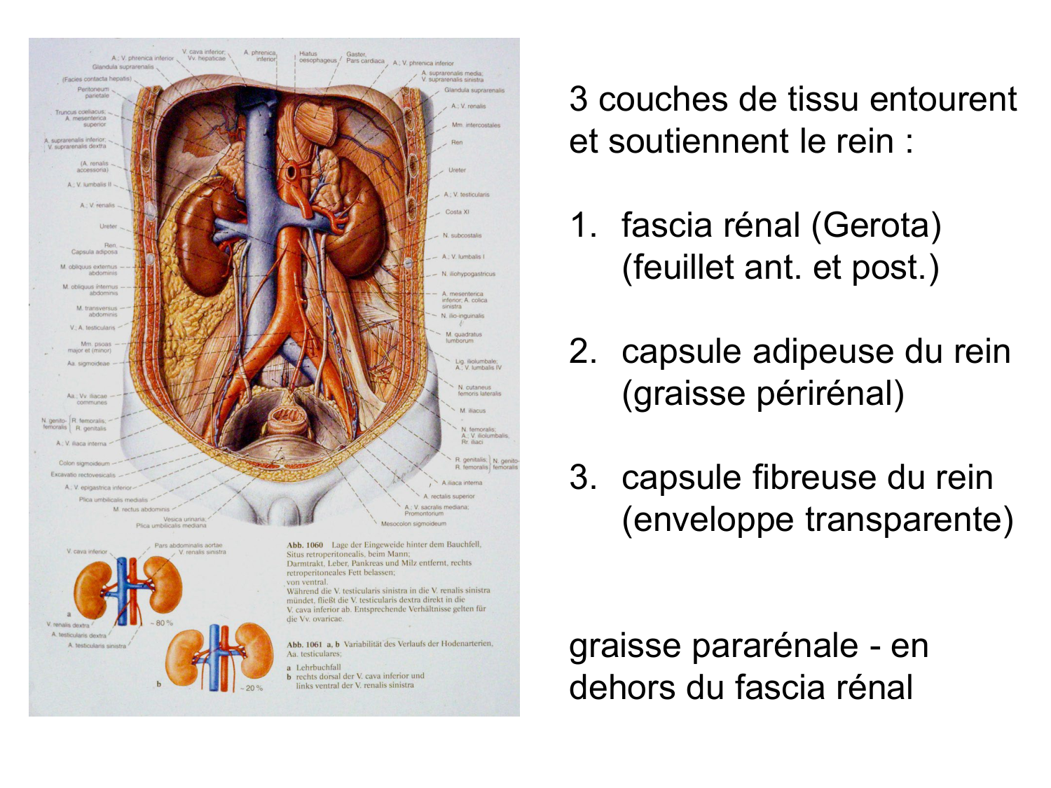 Rein, voies urinaires et retropéritoine page 35