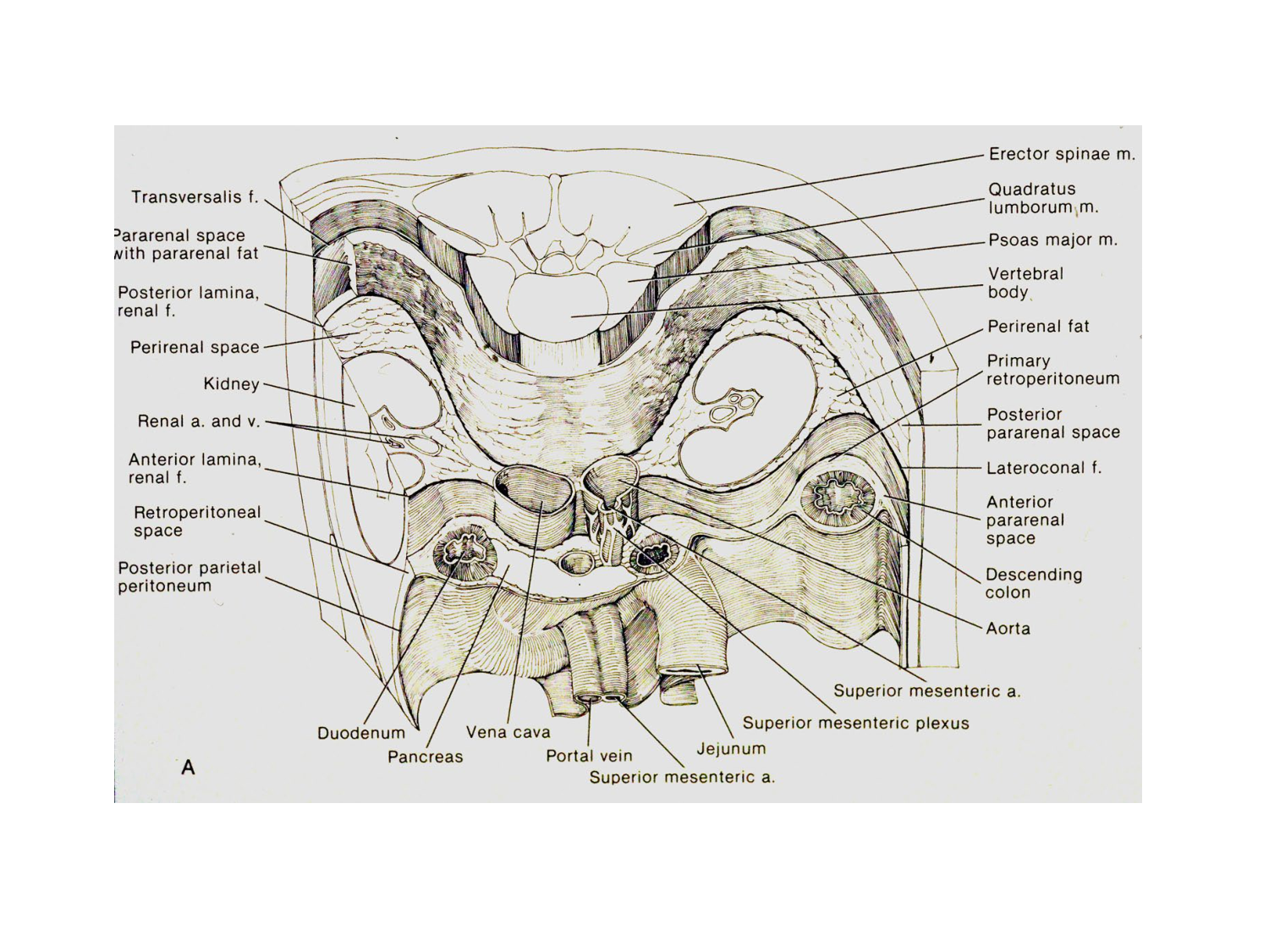Rein, voies urinaires et retropéritoine page 36