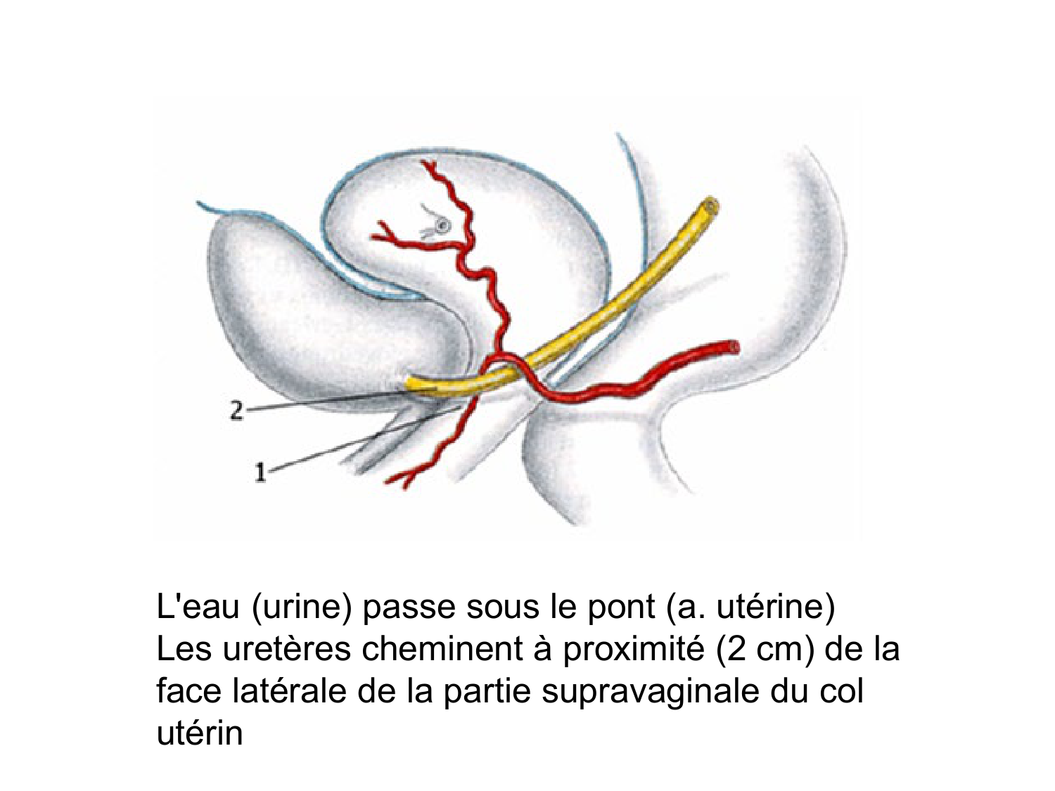Rein, voies urinaires et retropéritoine page 48