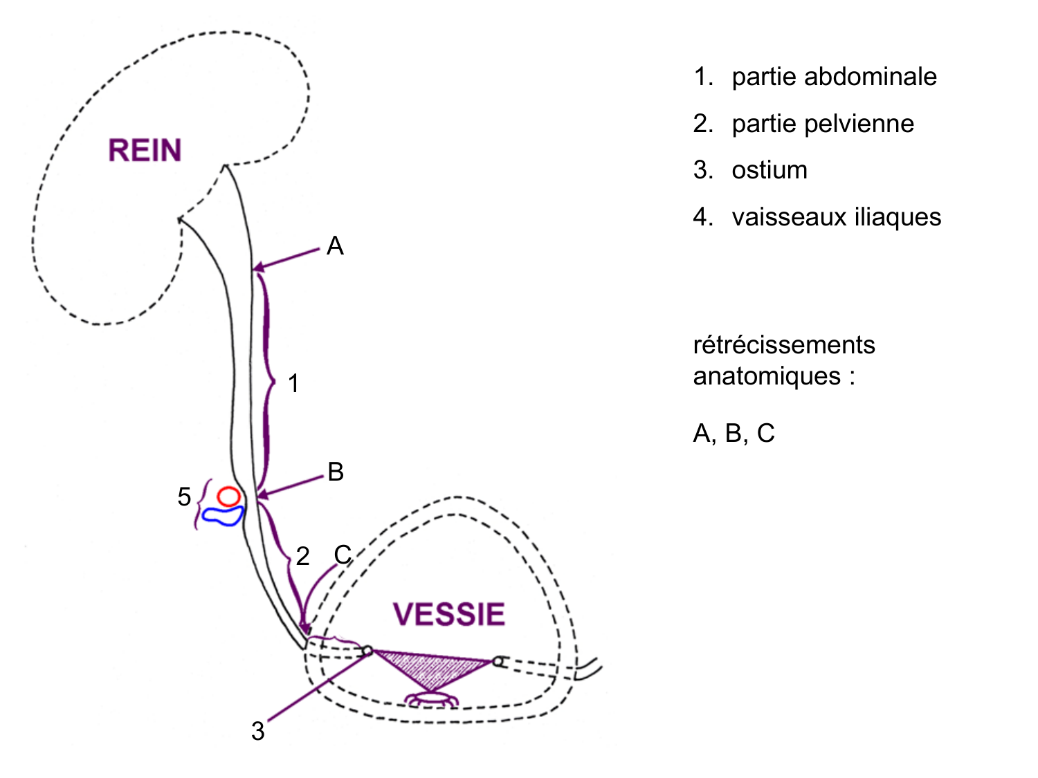 Rein, voies urinaires et retropéritoine page 50