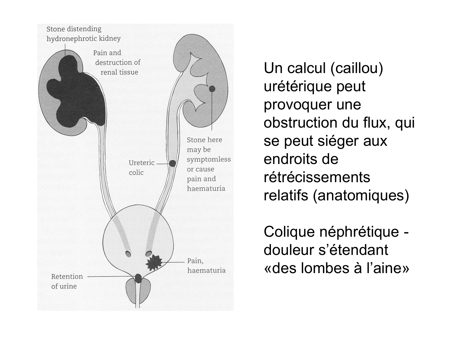 Rein, voies urinaires et retropéritoine page 51