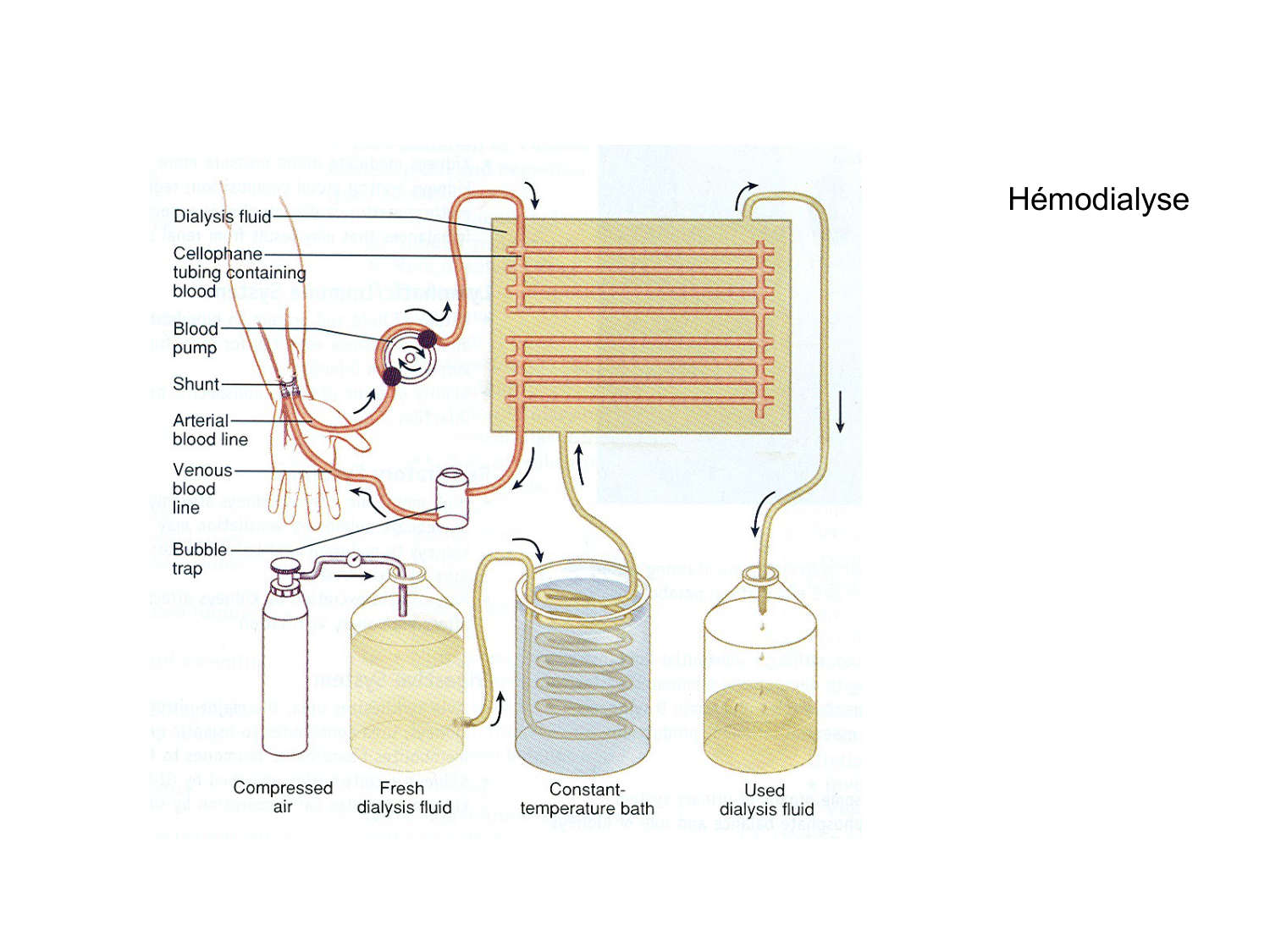 Rein, voies urinaires et retropéritoine page 54