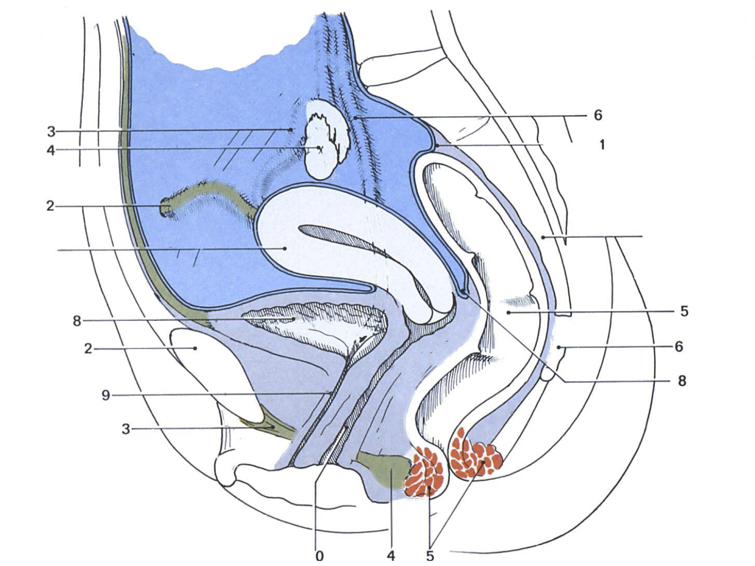 Rein, voies urinaires et retropéritoine page 62