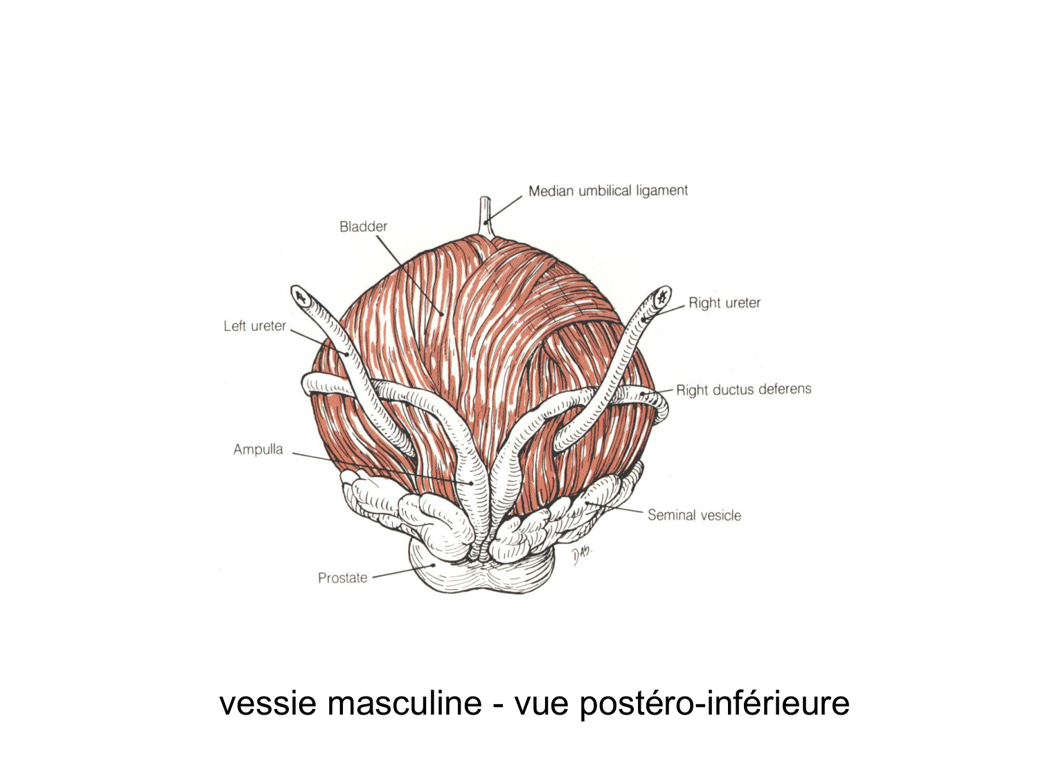 Rein, voies urinaires et retropéritoine page 64