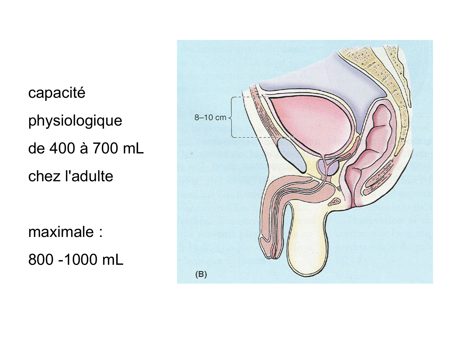 Rein, voies urinaires et retropéritoine page 69