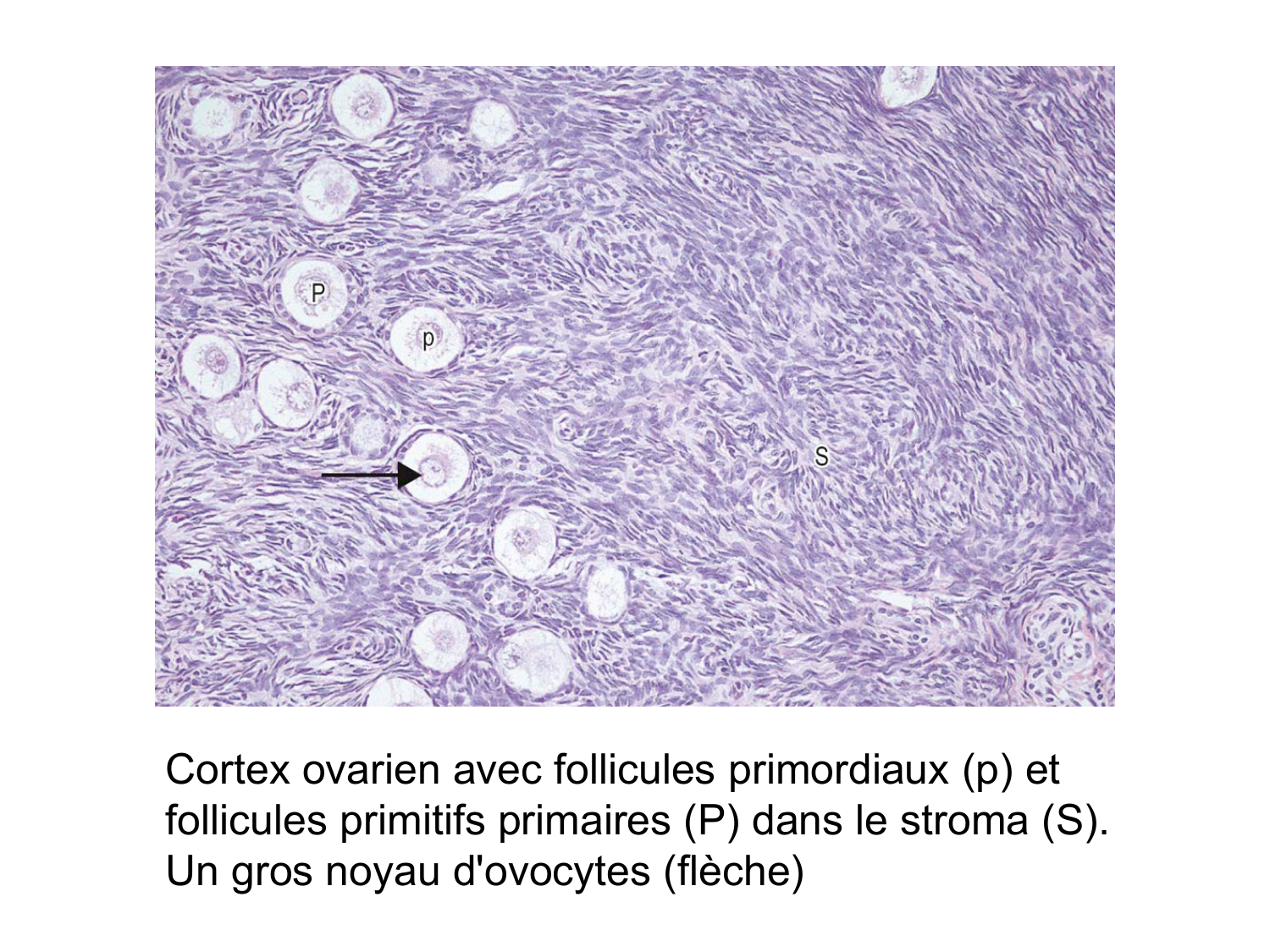 Splanchnologie generale; Pelvis-Perinée système reproducteur (homme et femme)1 page 8