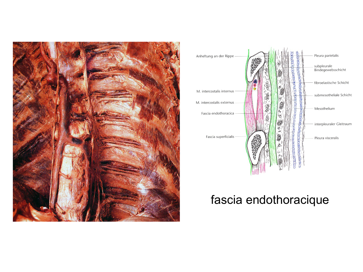 Splanchnologie generale; Pelvis-Perinée système reproducteur (homme et femme)1 page 21