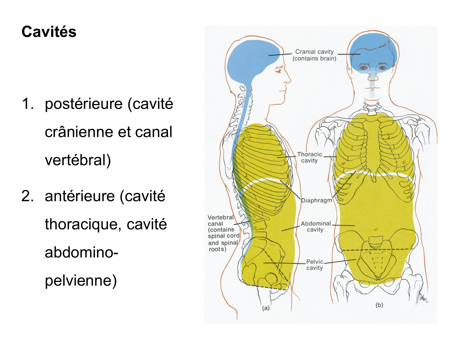 Splanchnologie generale; Pelvis-Perinée système reproducteur (homme et femme)1 page 23