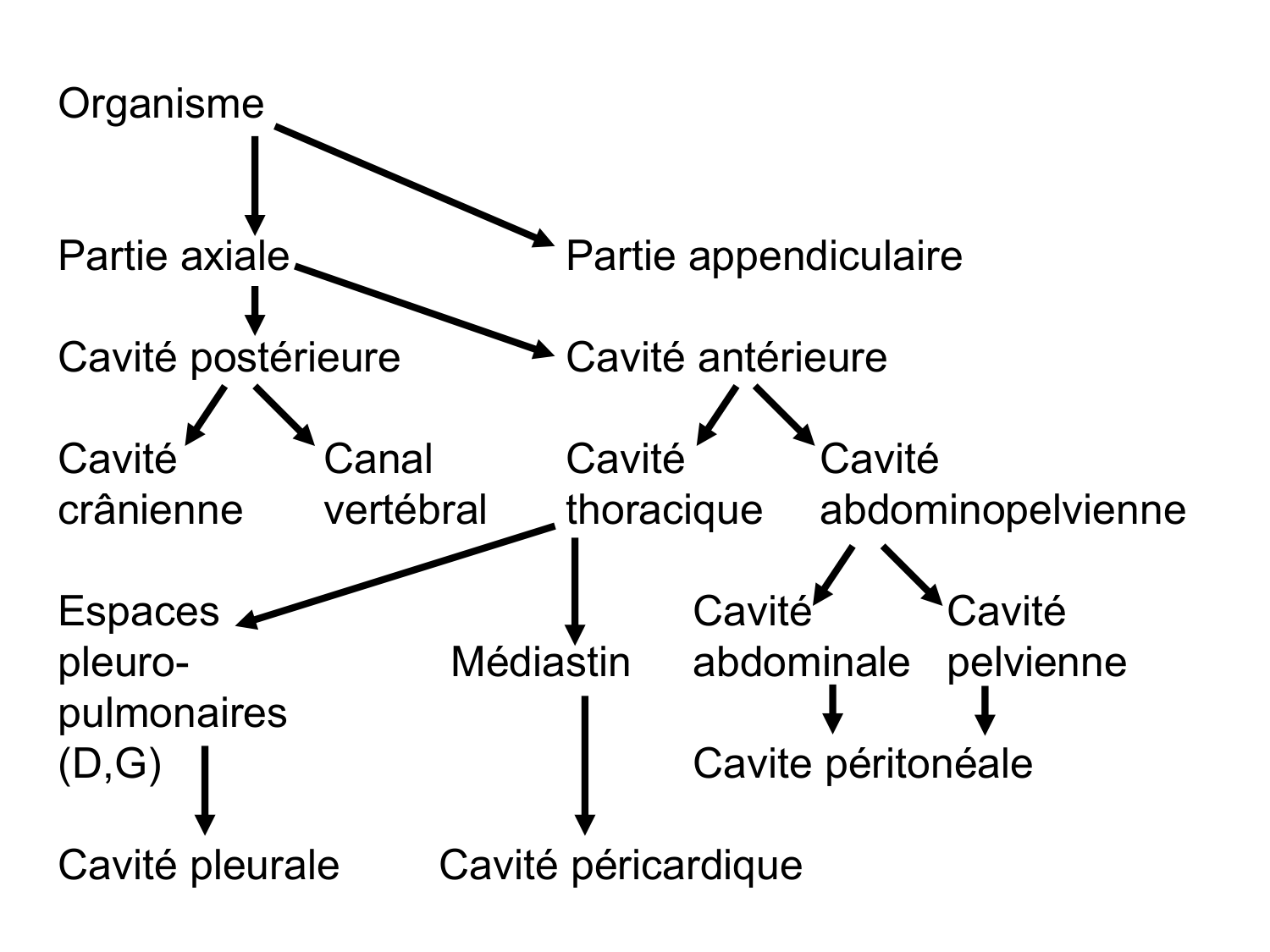 Splanchnologie generale; Pelvis-Perinée système reproducteur (homme et femme)1 page 24
