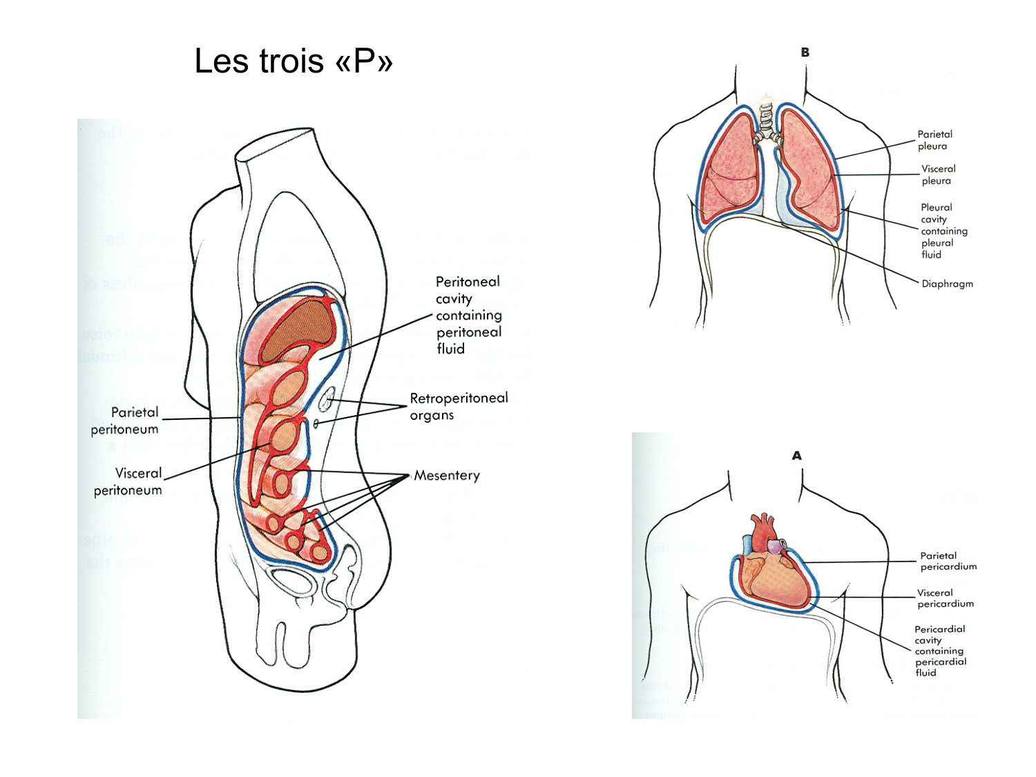 Splanchnologie generale; Pelvis-Perinée système reproducteur (homme et femme)1 page 34