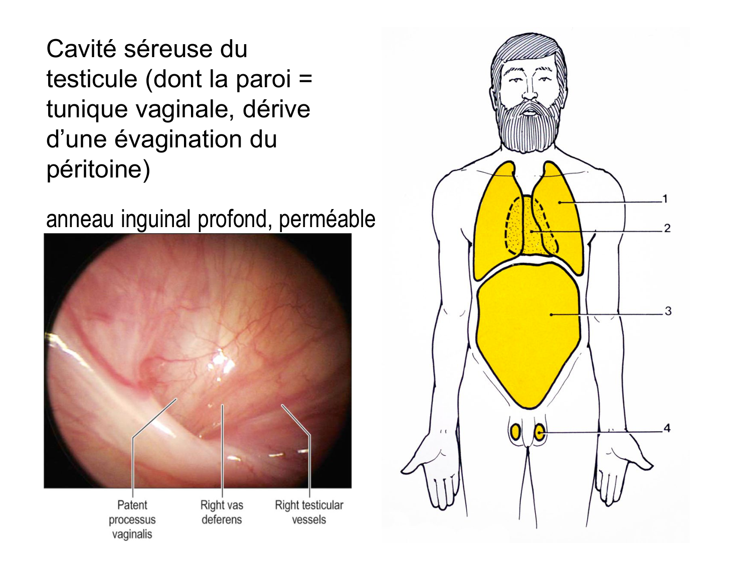 Splanchnologie generale; Pelvis-Perinée système reproducteur (homme et femme)1 page 35